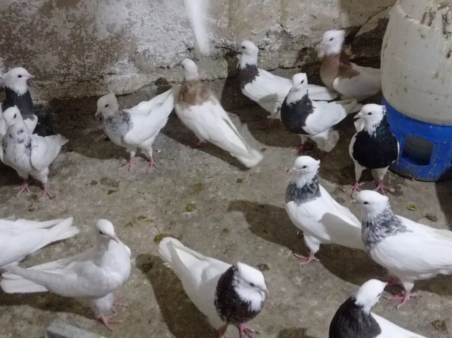 طوقی|پرنده|دهدشت, |دیوار