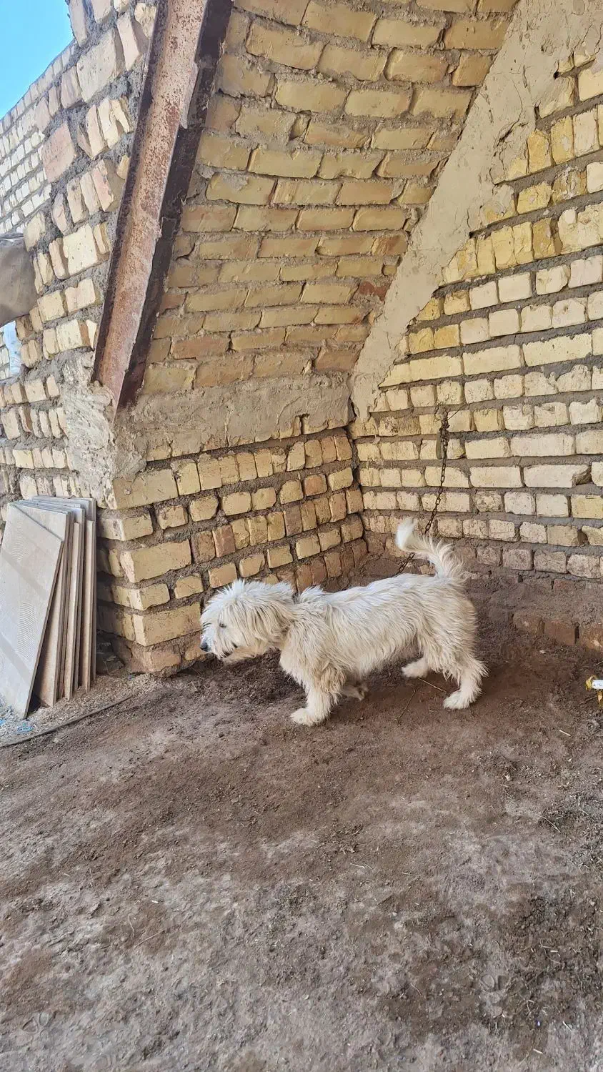 سگ پاپی|سگ|قمصر, |دیوار