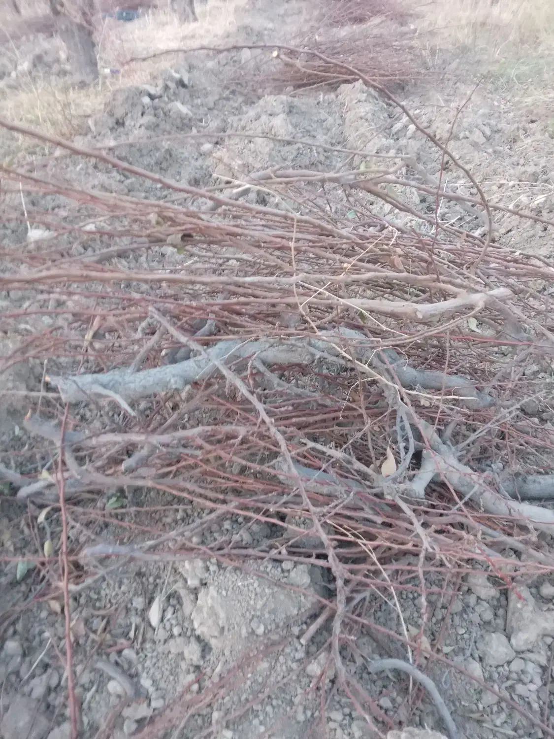 کنده وچوپ هرس فروشی|عمدهفروشی|هشتگرد, شهرک اقدسیه|دیوار