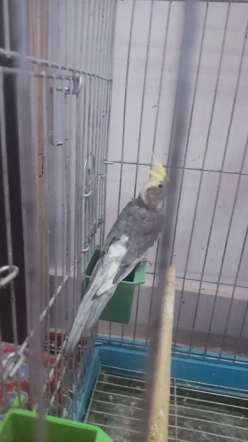 عروس|پرنده|رودسر, |دیوار