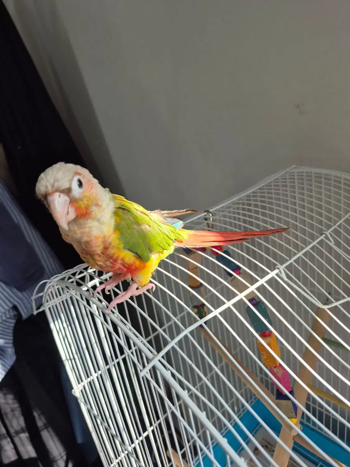 گرینچیک اناناسی|پرنده|فردیس, نگارستان|دیوار