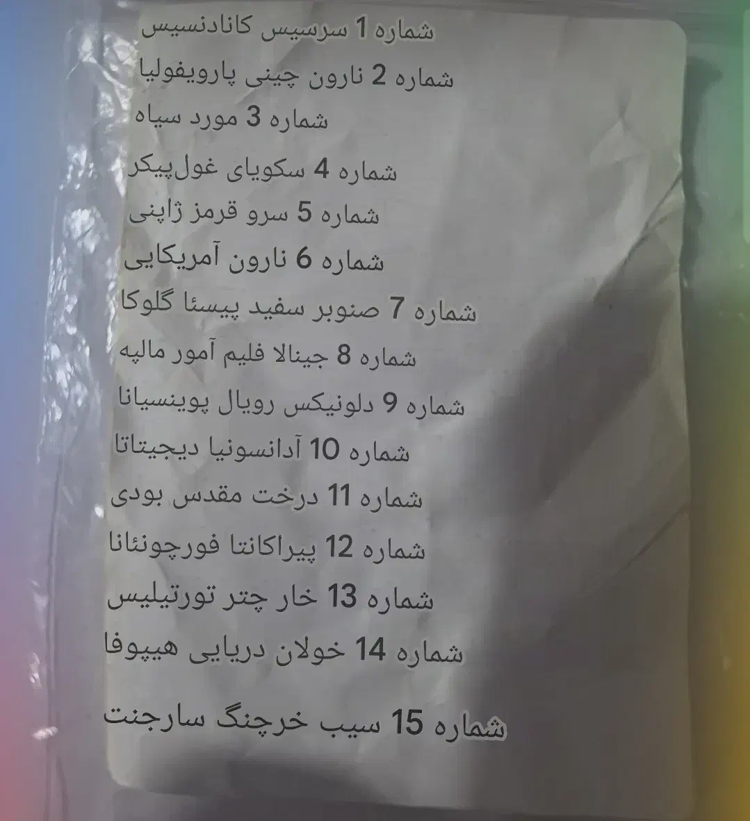 بذر بنسای|گل و گیاه طبیعی|رشت, کوی غلام نیا|دیوار