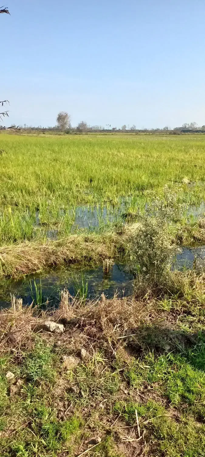 فروش زمین زراعی ۲۸۰۰متری لنگرود روستای ارباستان|فروش زمین و ملک کلنگی|رودبنه, |دیوار