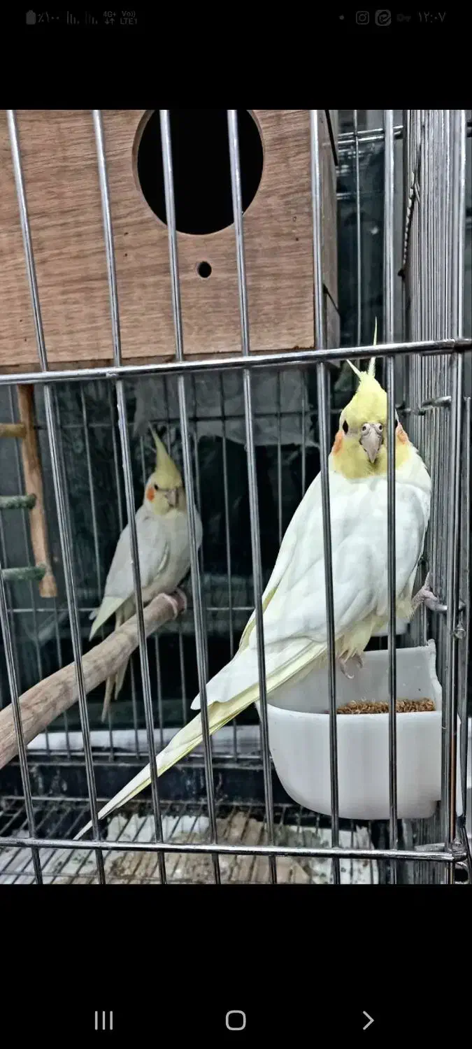 عروس هلندی|پرنده|تهران, تختی|دیوار