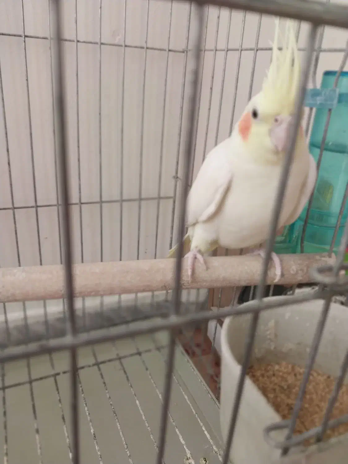 عروس هلندی|پرنده|برخوار, |دیوار