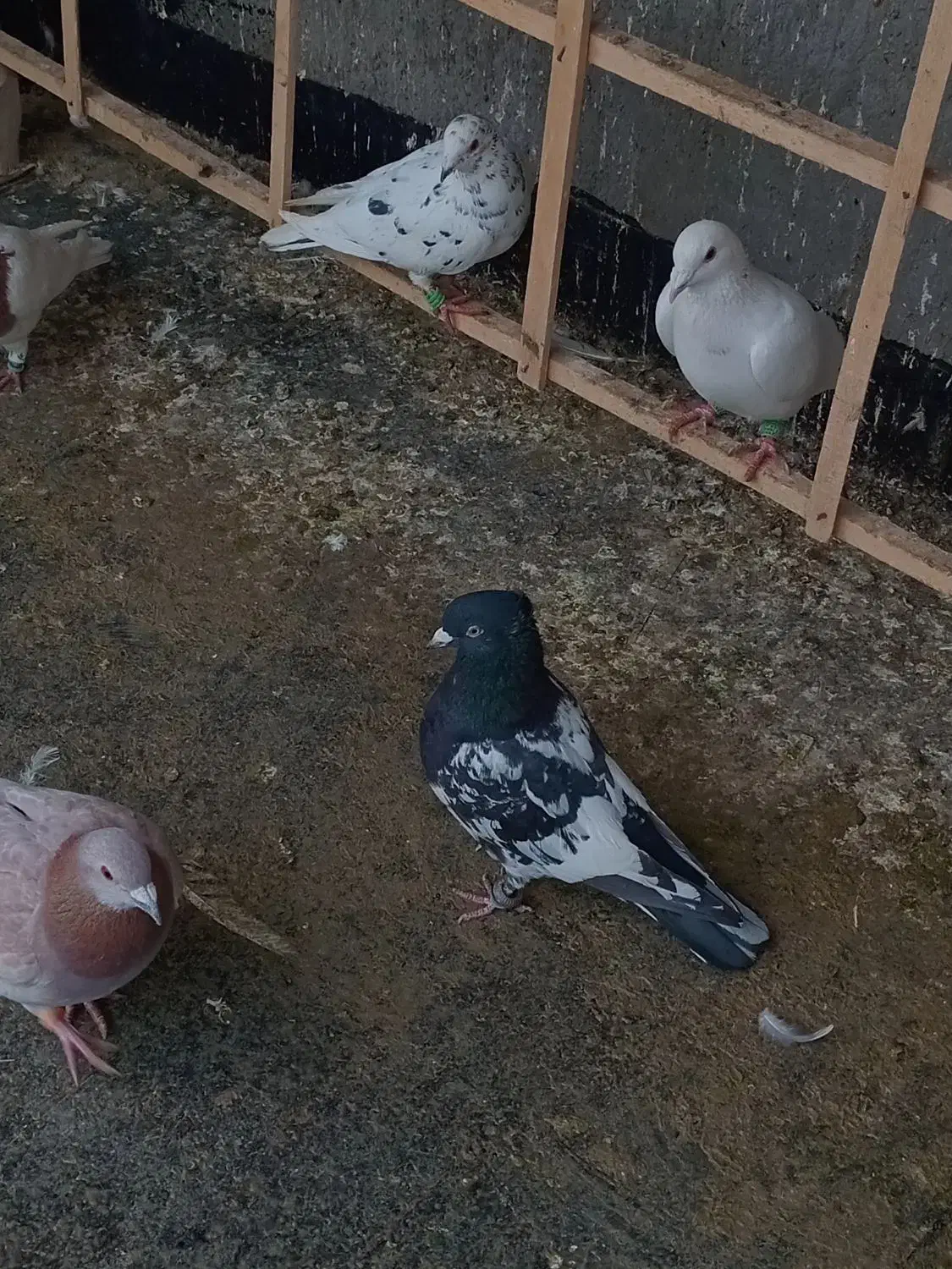 کبوتر گمشده|حیوانات|نیشابور, عدالت|دیوار