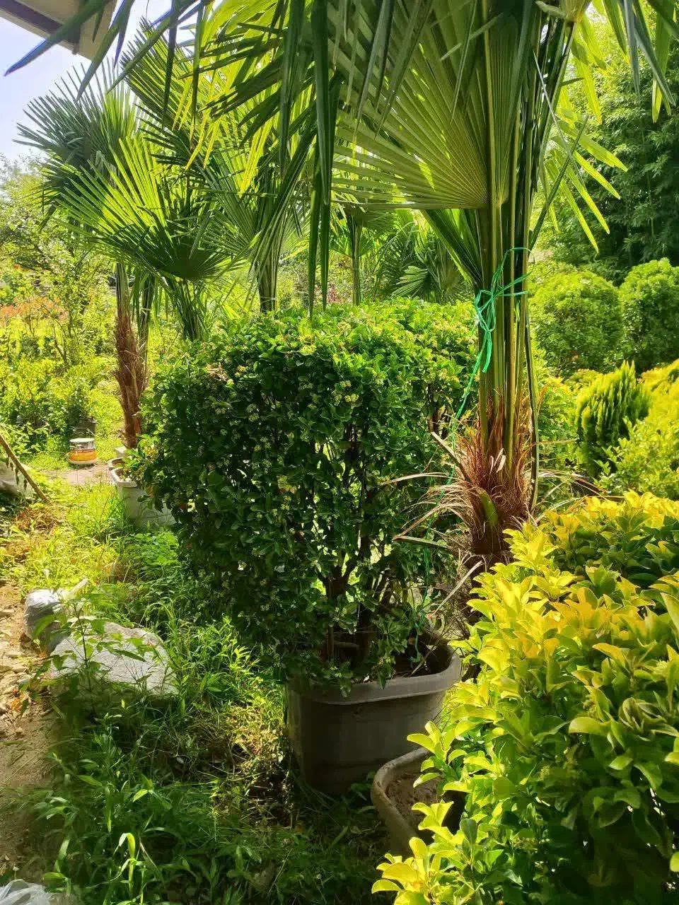 فروش گل وگیاه بیرونی|گل و گیاه طبیعی|چابکسر, |دیوار