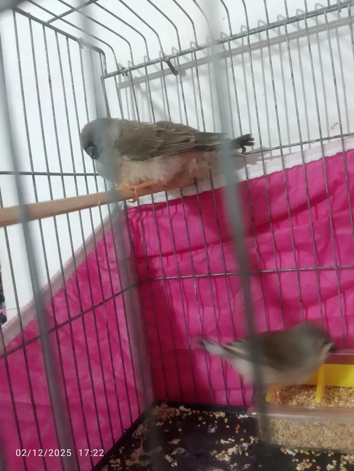 فنچ|پرنده|بندرعباس, |دیوار