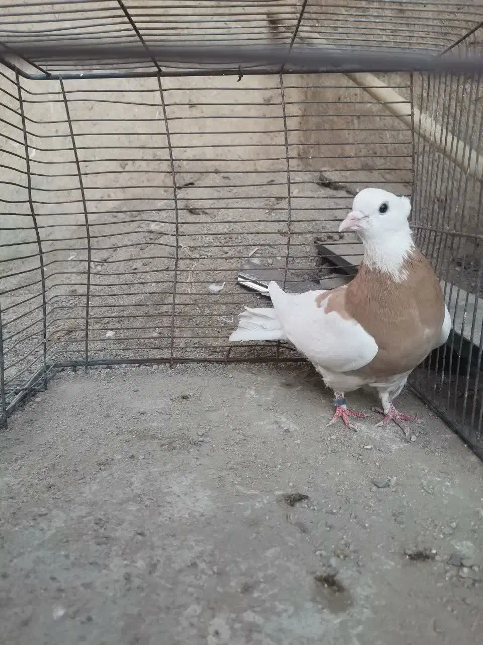 هستم|پرنده|یزد, |دیوار