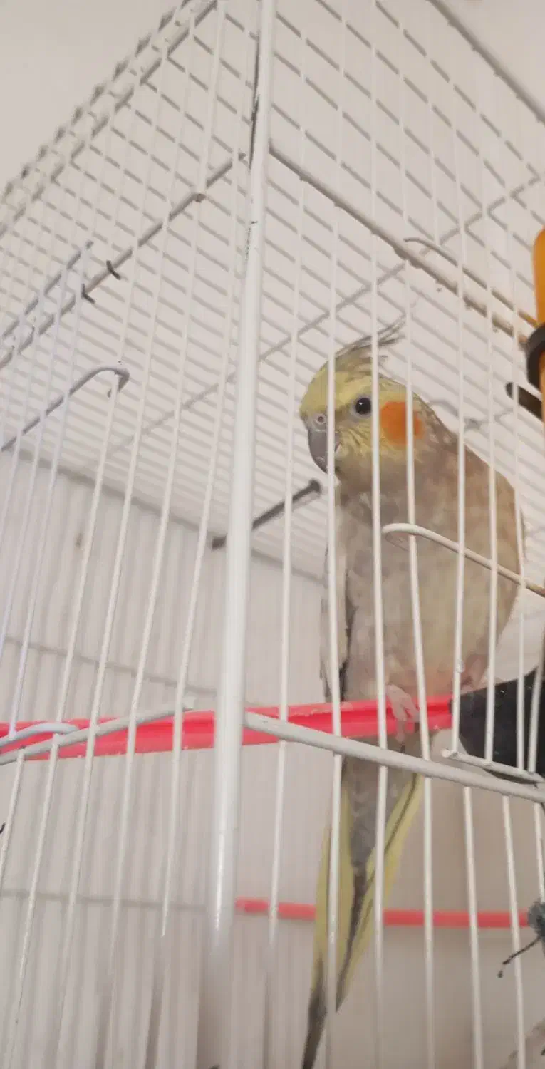 عروس هلندی|پرنده|خواف, |دیوار