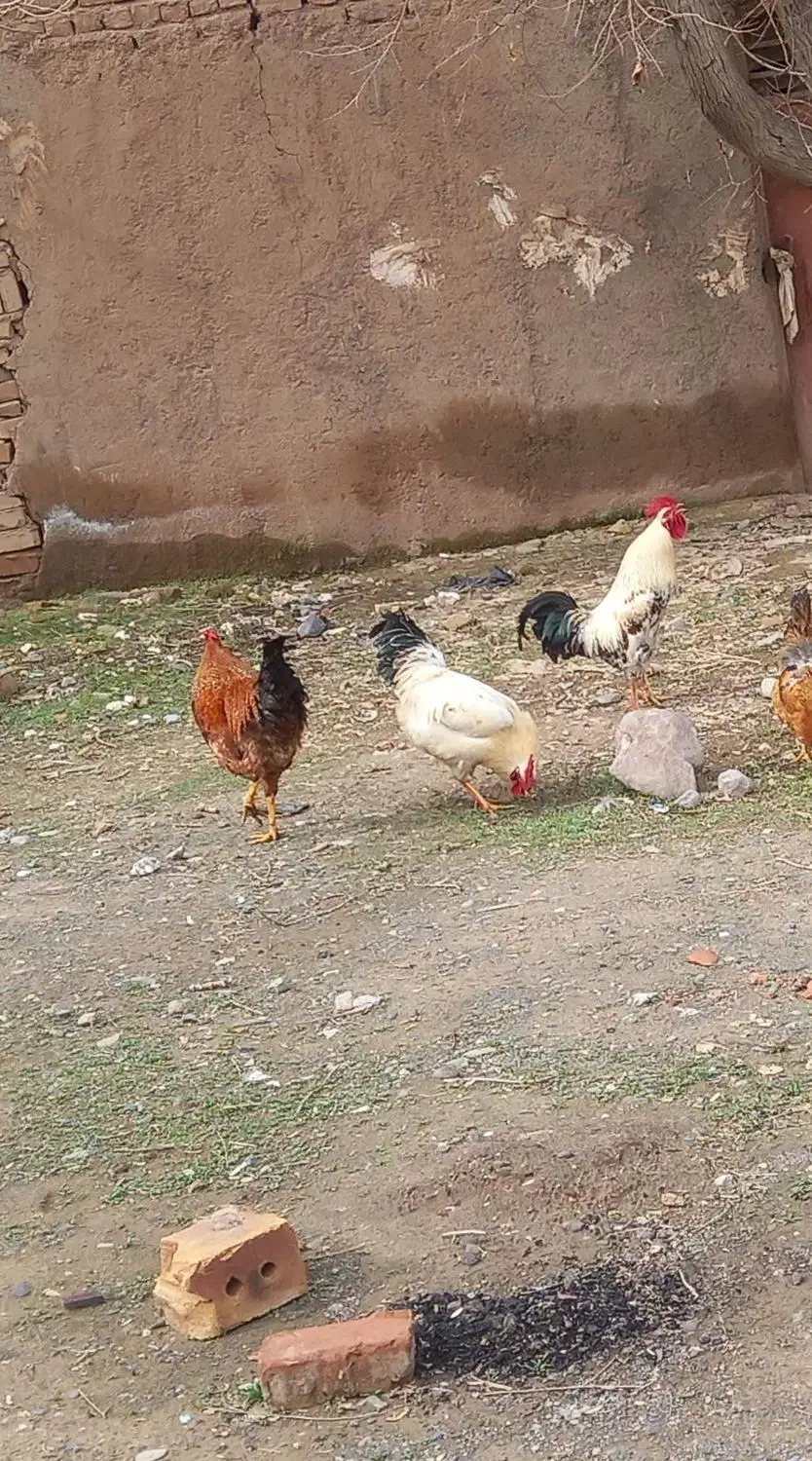 خروس فروشی|حیوانات مزرعه|نیشابور, مازول|دیوار