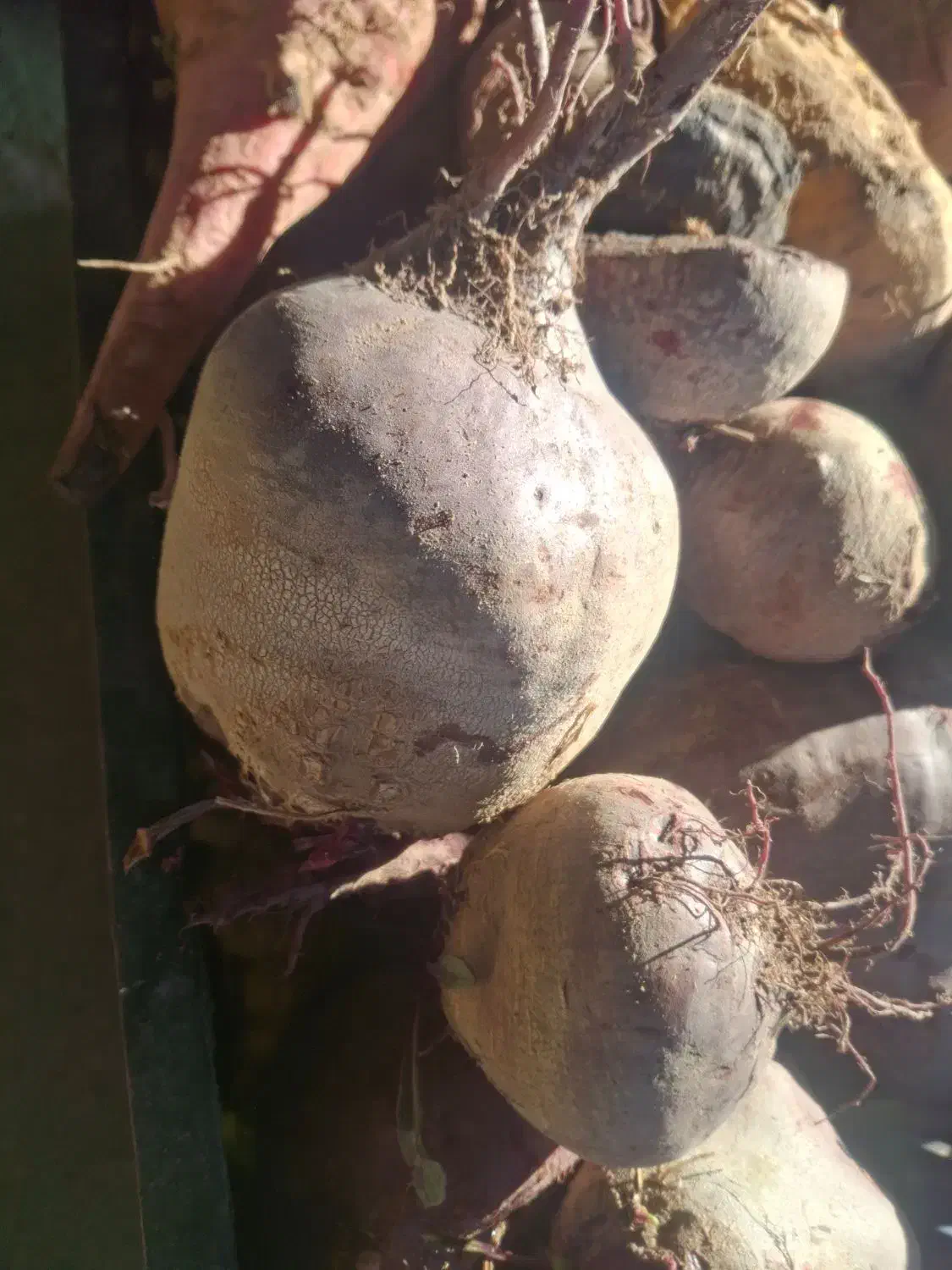 لبو|خوردنی و آشامیدنی|نیشابور, ماروسک|دیوار