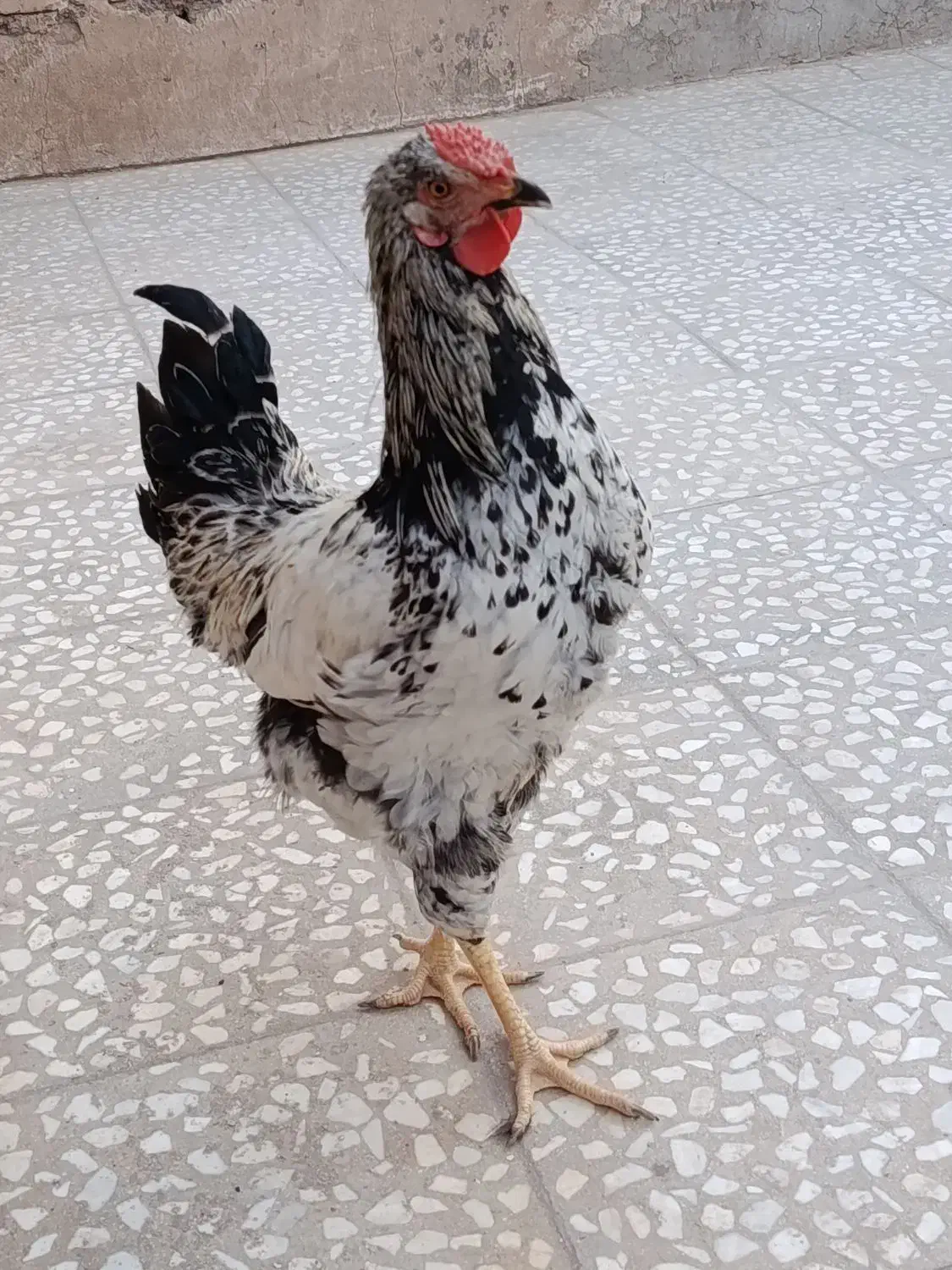 خروس زیبا|حیوانات مزرعه|قم, علی آباد سعدگان|دیوار