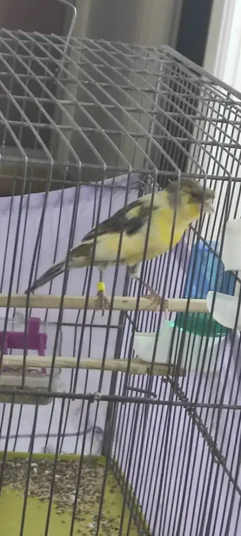 قناری نر ابلغ درشت و کشیده|پرنده|قزوین, |دیوار