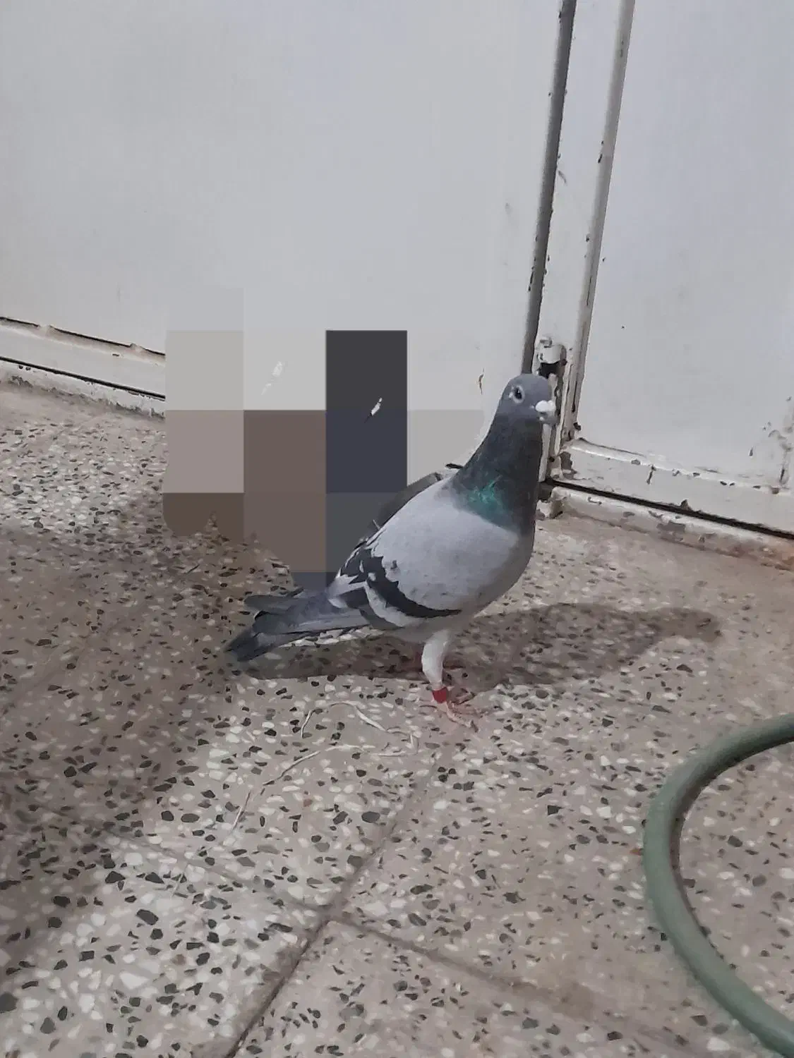 پلاکی‌نر|حیوانات|لنجان, |دیوار