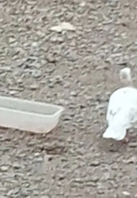 کبوتر گریب گیری شده|پرنده|بشاریات, |دیوار