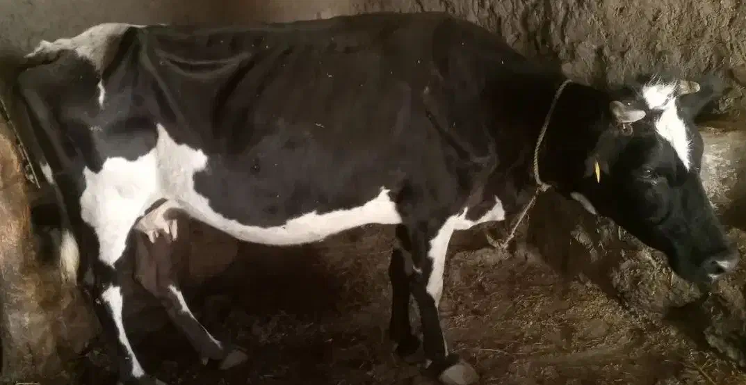 ننه بالا|حیوانات|ویلکیج, |دیوار