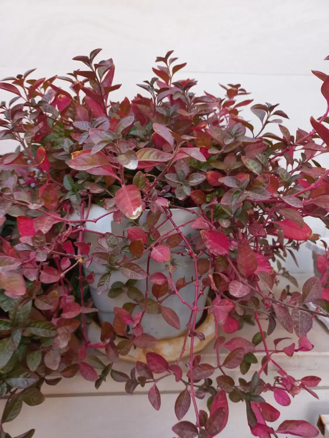 گلهای سرحال و شاداب|گل و گیاه طبیعی|بناب, |دیوار