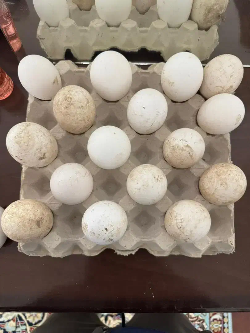 تخم نطفه دار غاز محلی و قوغاز آفریقایی|حیوانات مزرعه|تنکمان, |دیوار