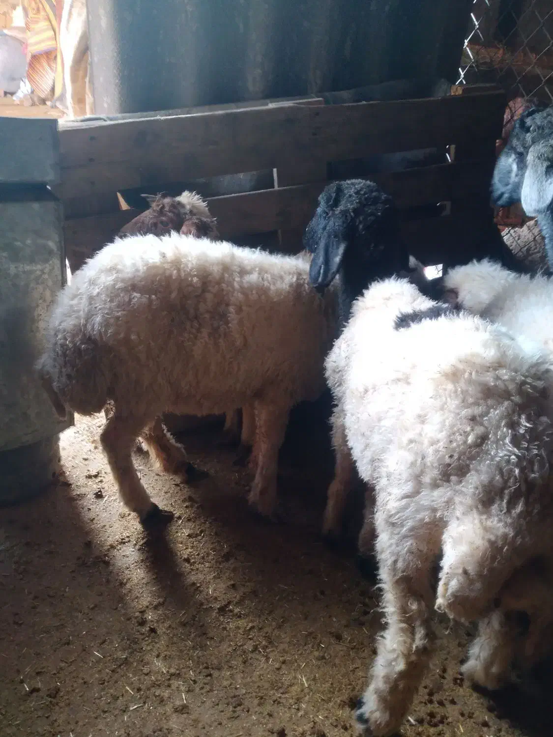 کاور|حیوانات مزرعه|زاگرس, |دیوار