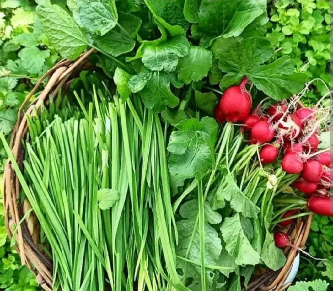 سبزی|خوردنی و آشامیدنی|مشهد, راهنمایی|دیوار