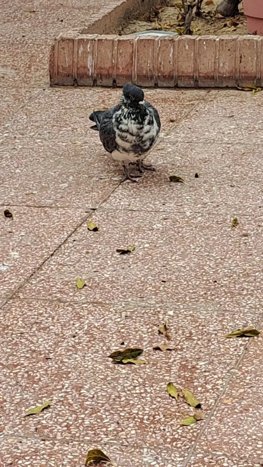 فروشی|پرنده|اصفهان, ردان|دیوار