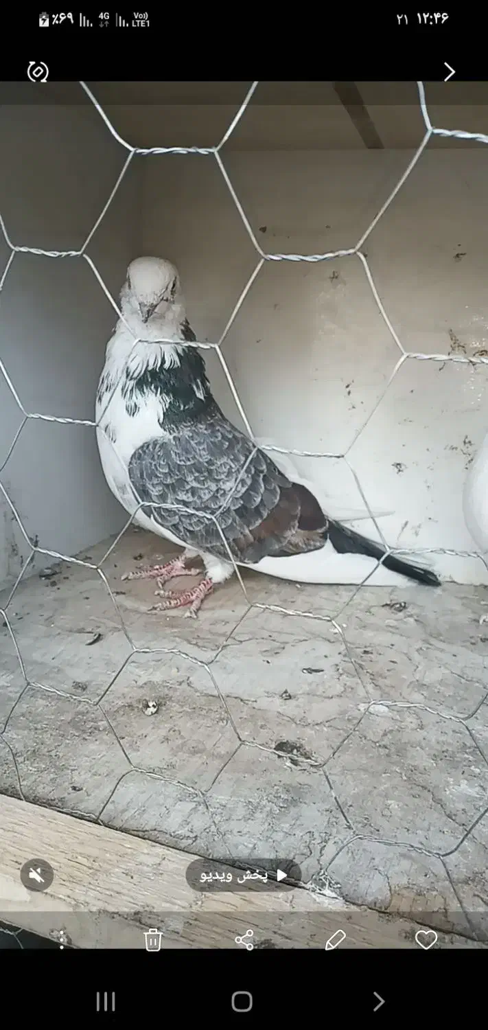 جفت نروماده|پرنده|وحیدیه, |دیوار