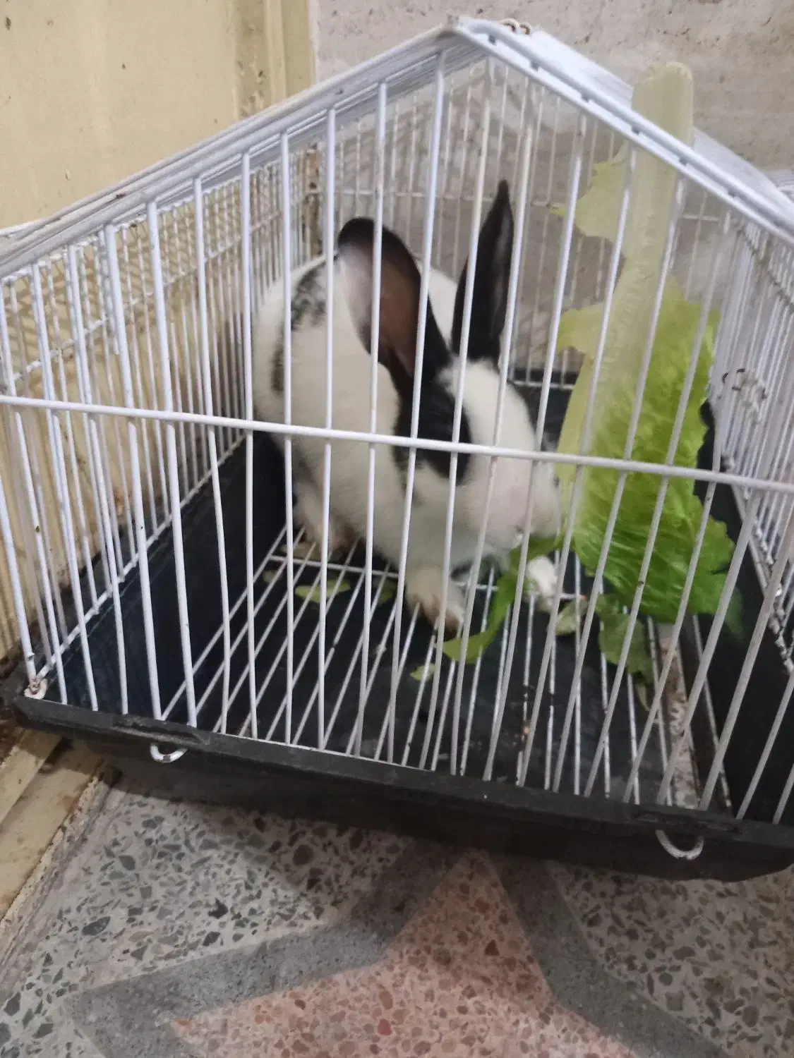 خرگوش|موش و خرگوش|رشت, سلیمانداراب|دیوار