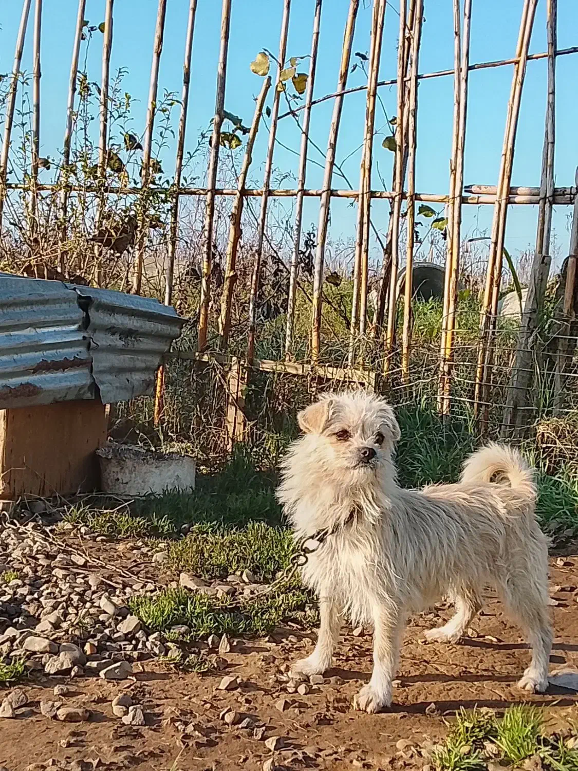 سگ پاکوتاه ماده|سگ|چاف و چمخاله, |دیوار