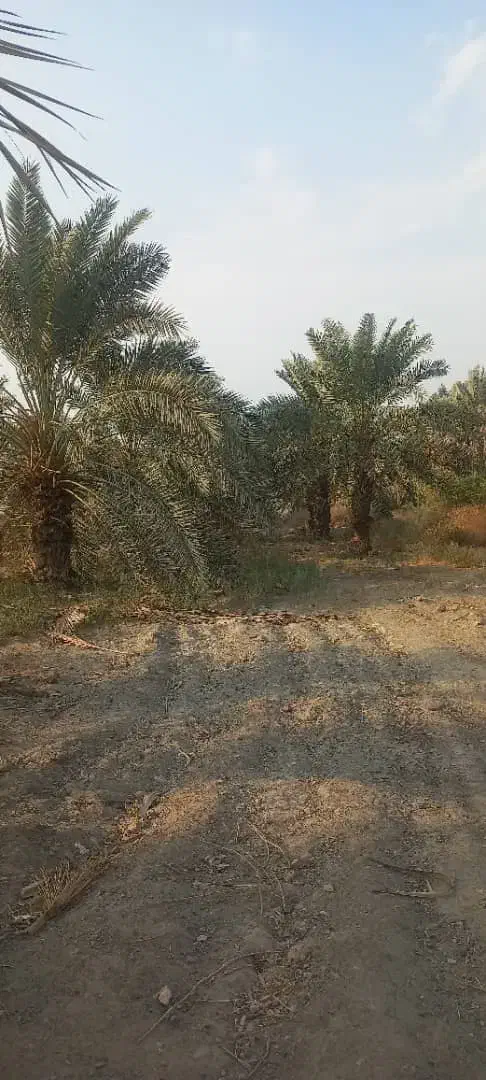 فروش درخت نخل|خدمات باغبانی و درختکاری|رودان, |دیوار