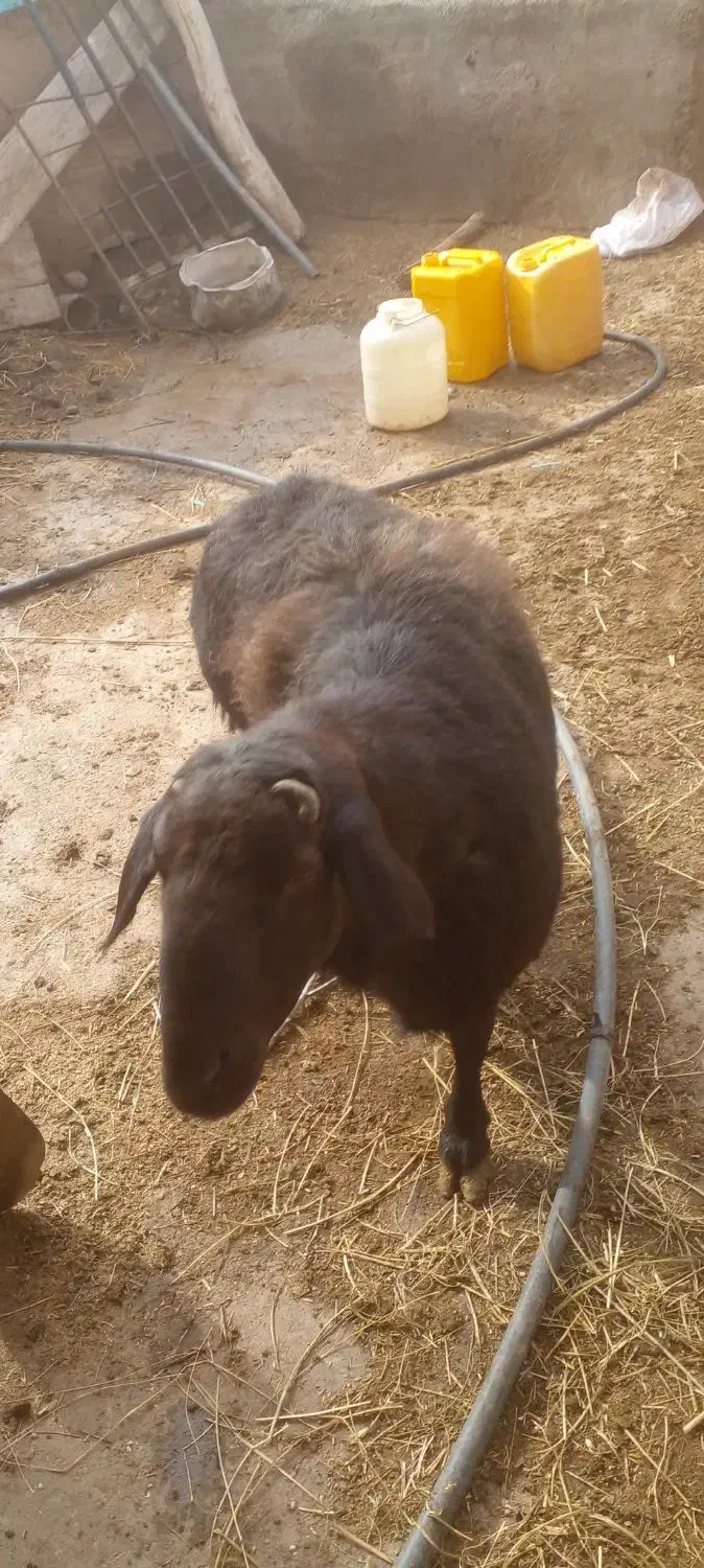 قوچ‌قر‌قزل‌۶‌دندان‌مناسب‌نسل‌کشی‌وکشتار|حیوانات مزرعه|حلب, |دیوار