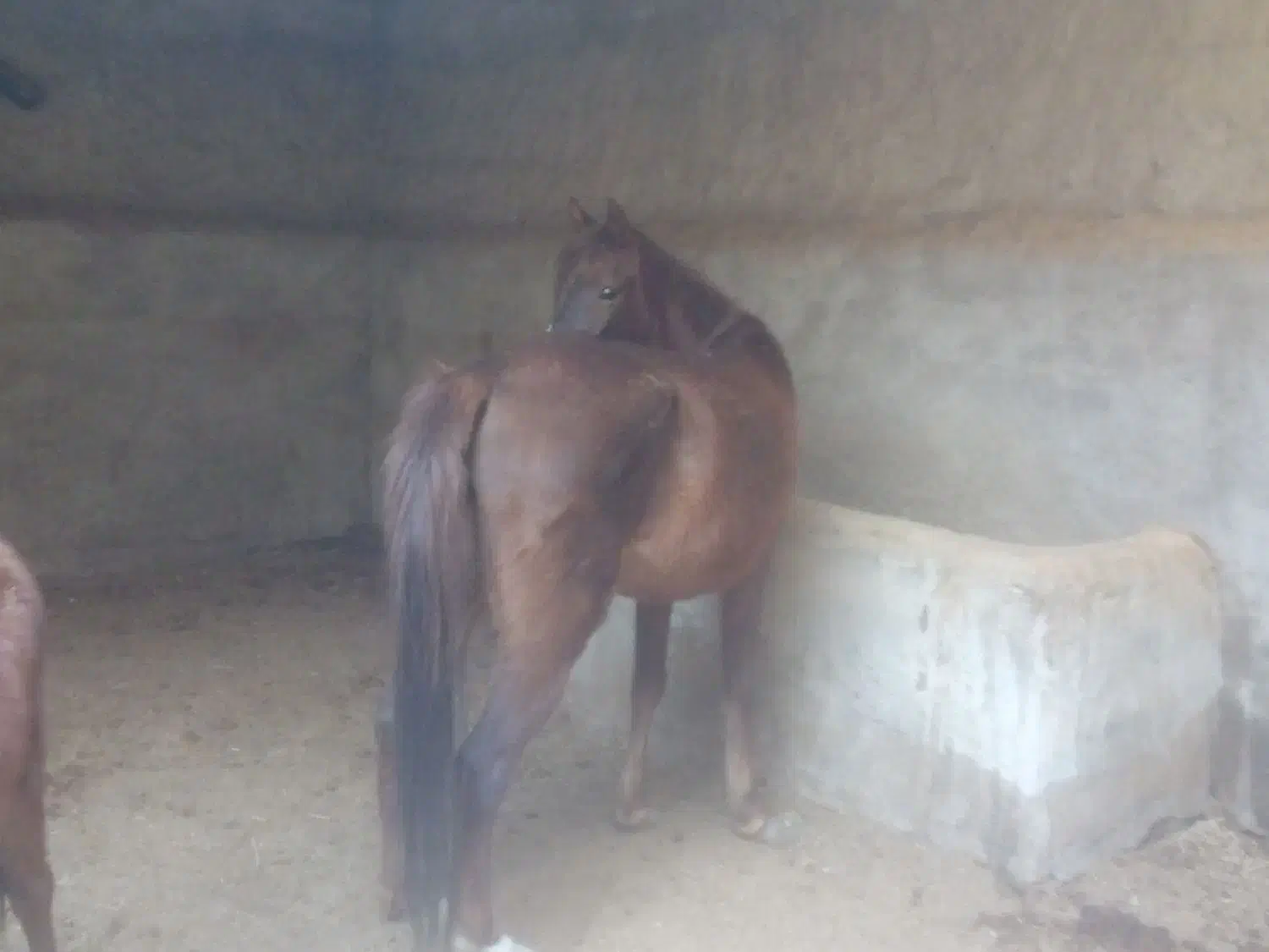 اسب|حیوانات مزرعه|زابل, |دیوار