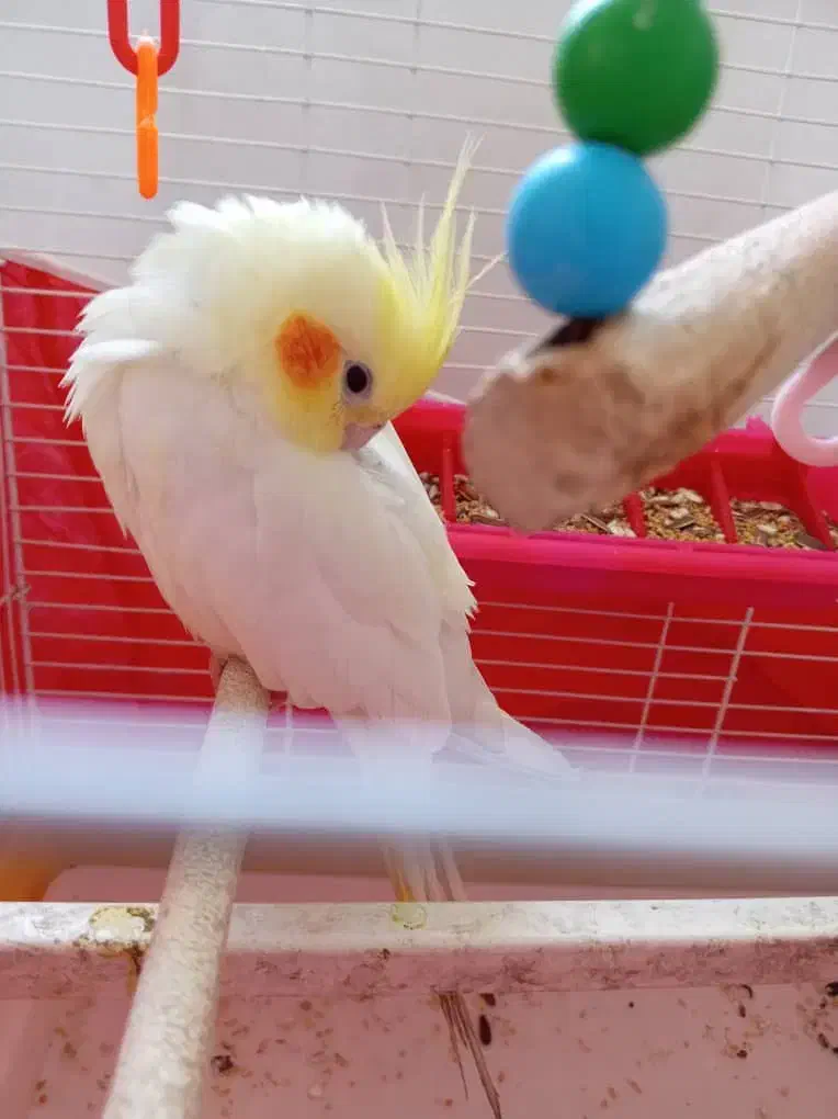 عروس هلندی لوتینو|پرنده|زرند, |دیوار