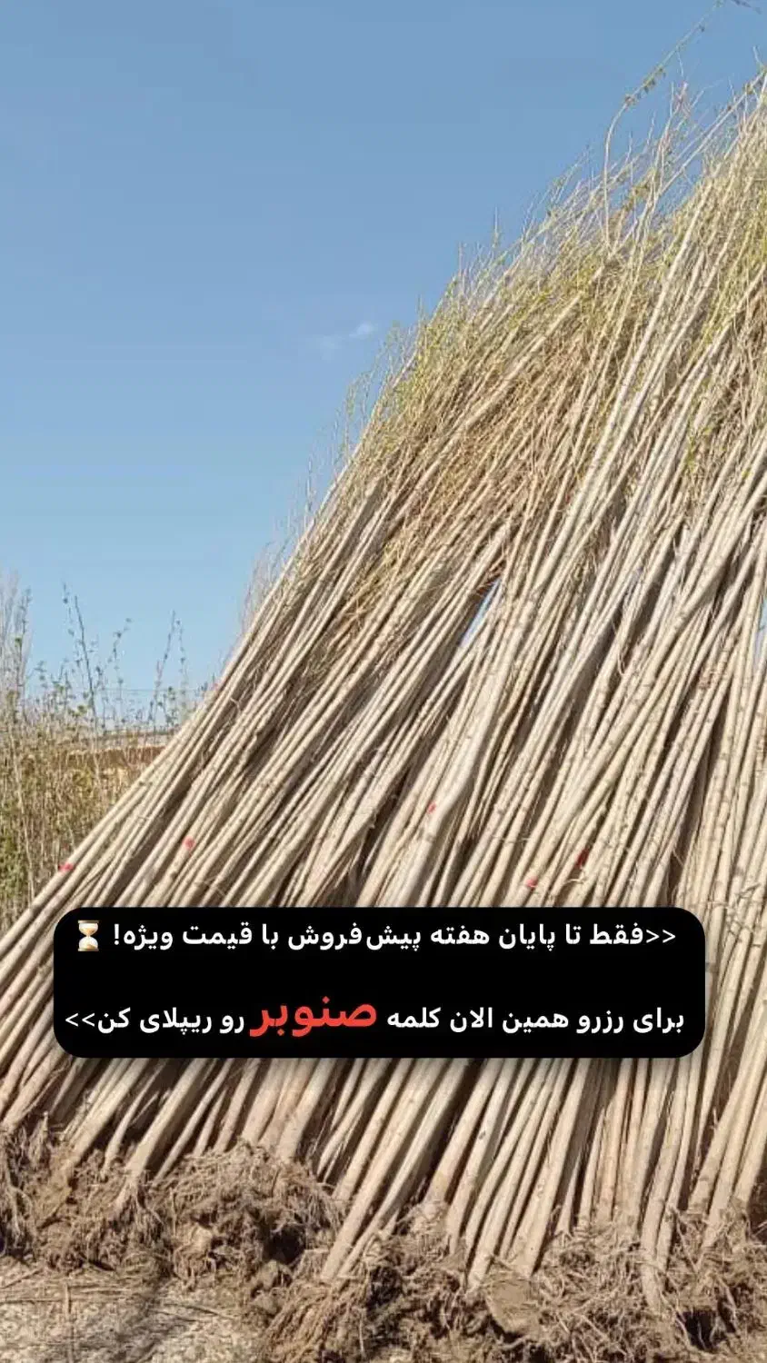 نهال صنوبر مناسب پوشش سبز|خدمات باغبانی و درختکاری|سرپل ذهاب, |دیوار