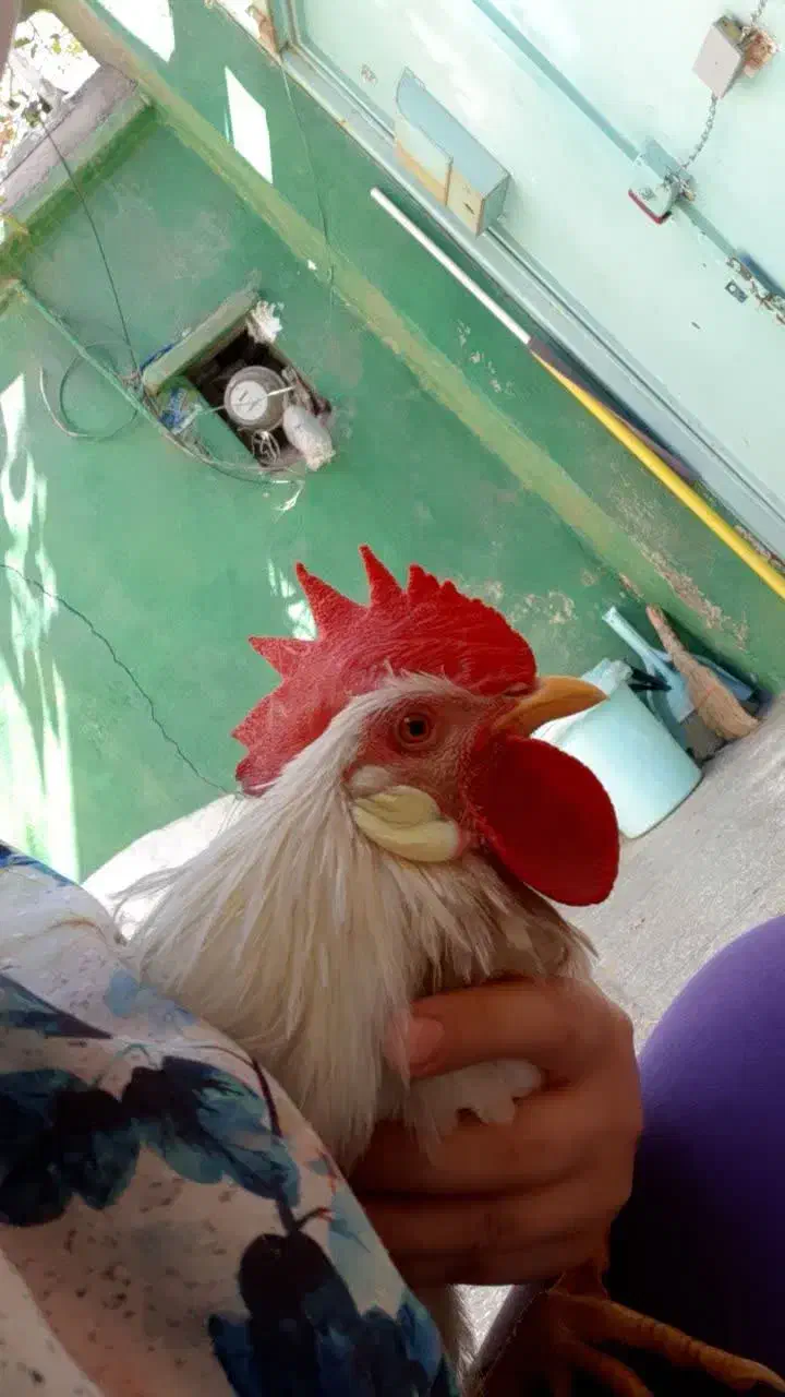 خروش ماشینی ۸ ماهه|حیوانات مزرعه|قم, نیروگاه|دیوار