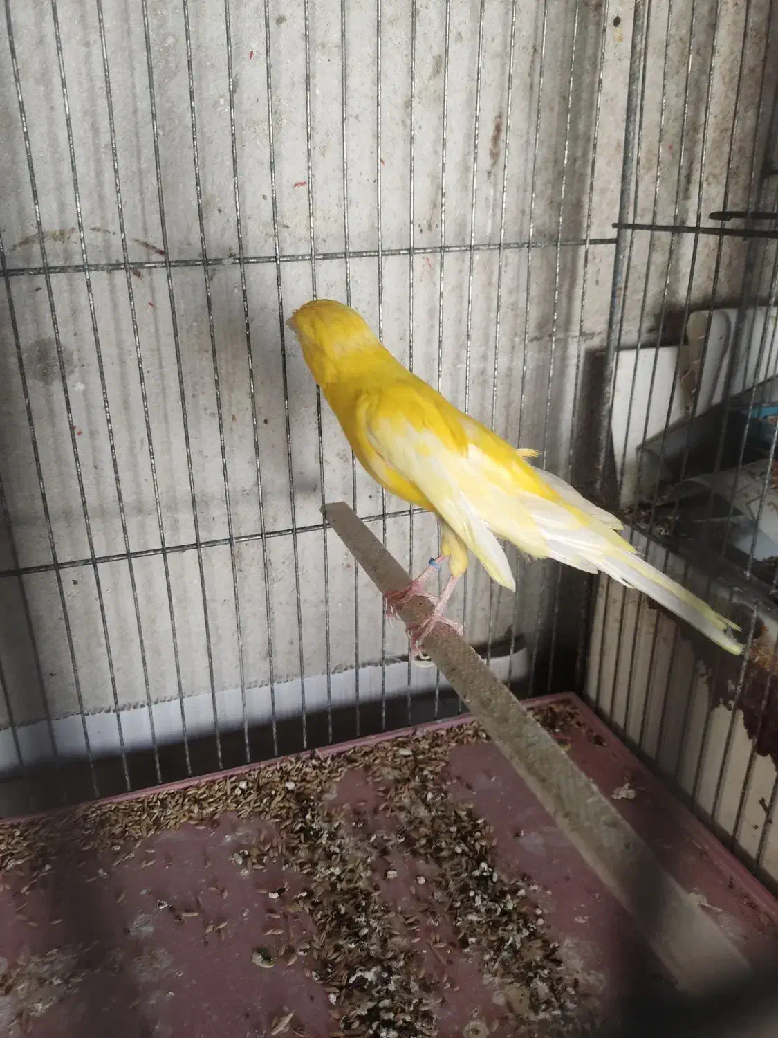 قناری نر|پرنده|ساوه, |دیوار