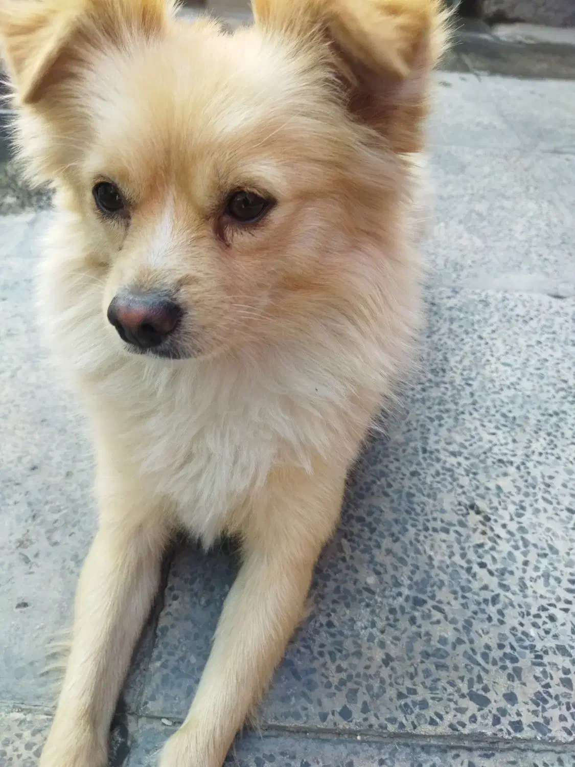 سگ پامر اشپیتز|سگ|بهارستان, |دیوار