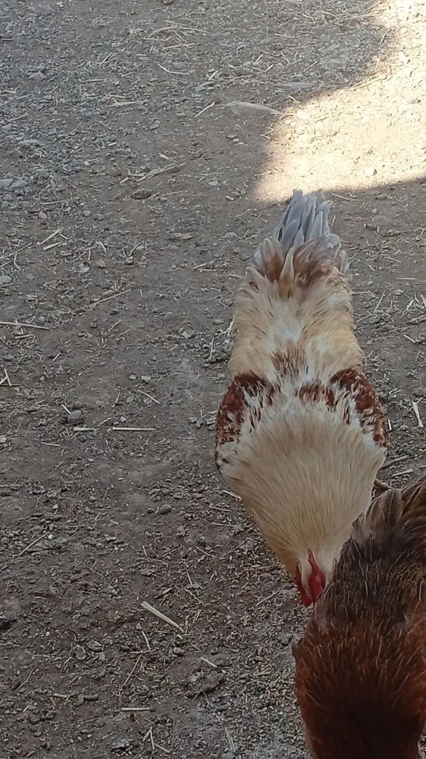 خروس چاق وسرحال|حیوانات مزرعه|تربت‌حیدریه, بازار|دیوار