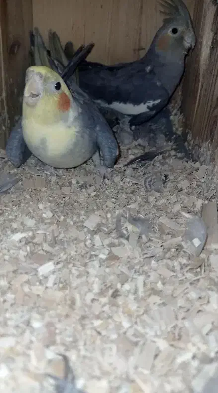 عروس هلندی جفت|پرنده|مشهد, امیرآباد|دیوار