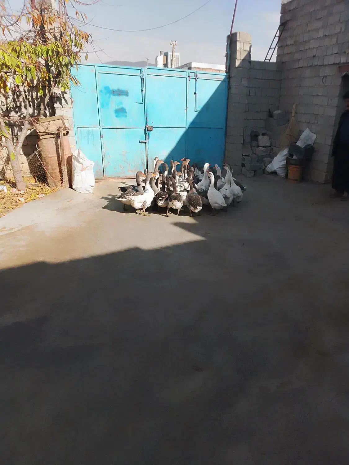 غاز معلمولی|حیوانات مزرعه|لاجان, |دیوار