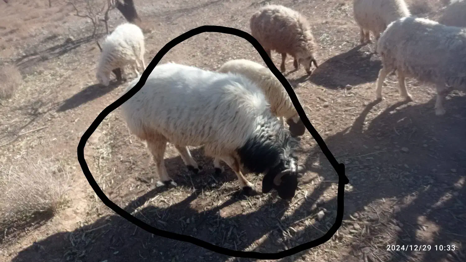 یک قوچ دورگ درجه یک براتخمی میش رون به ضمانت|حیوانات مزرعه|ایثار, |دیوار