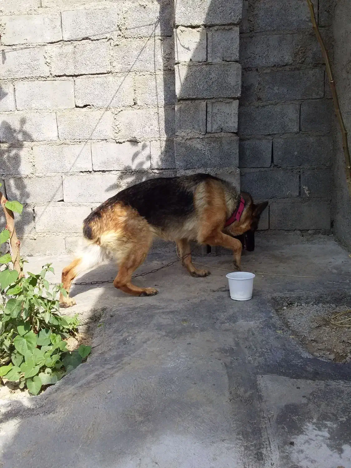 ژرمن شپرد شولاین|سگ|دورود, |دیوار