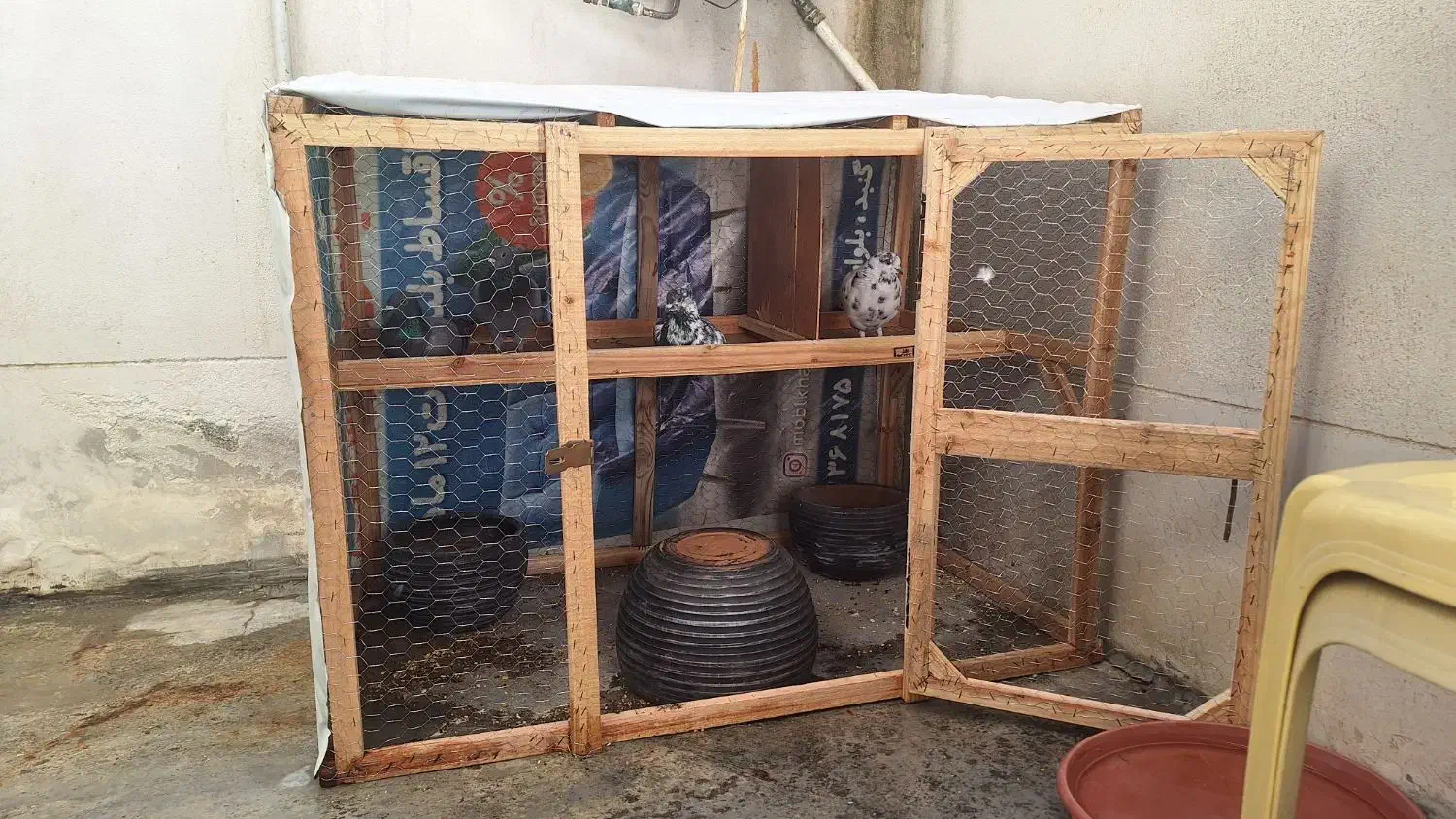 فقس مرغ،کفتر|لوازم جانبی حیوانات|گنبد کاووس, |دیوار