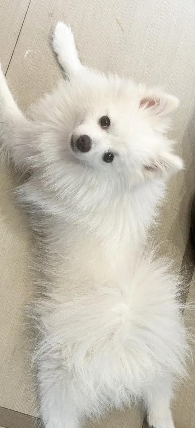 فروش پامر ۲ ساله نر|سگ|مشهد, چهارچشمه|دیوار