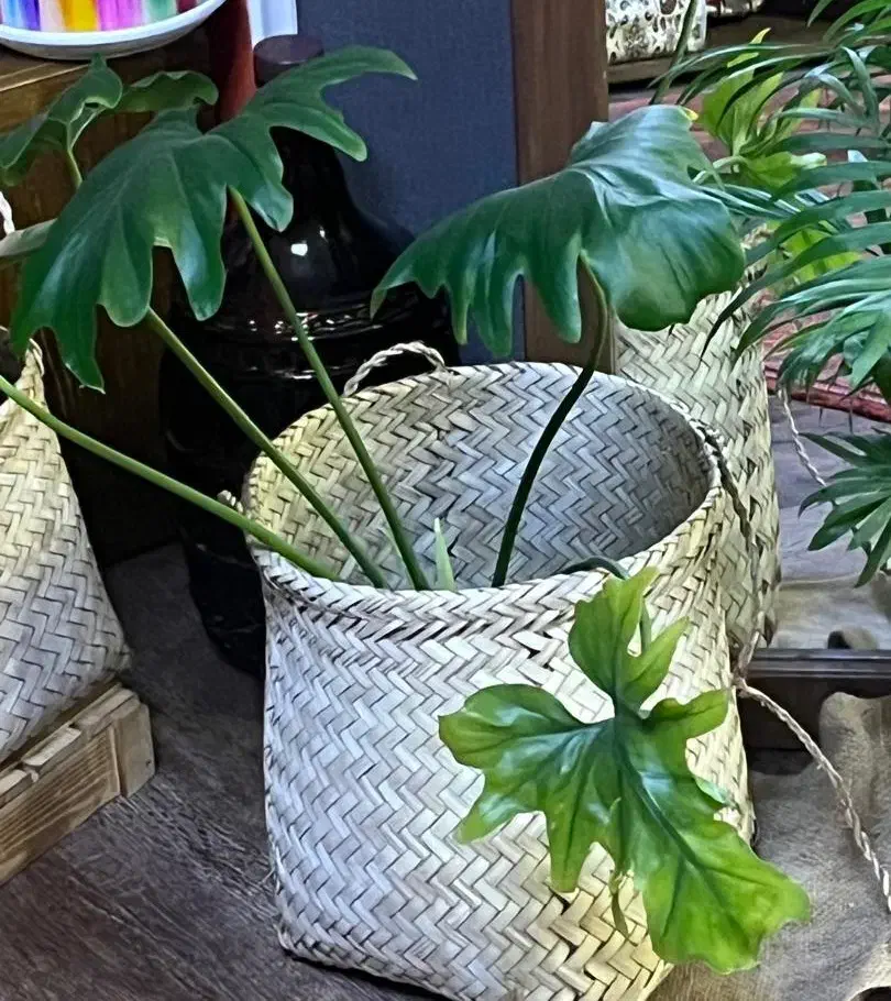 تعدادی گلدان آپارتمانی|گل و گیاه طبیعی|تهران, صادقیه|دیوار