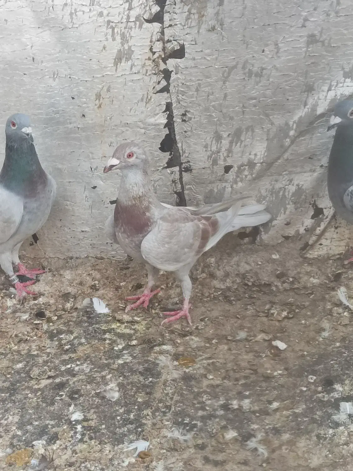 فروش کبوت خانگی|پرنده|سعدآباد, |دیوار