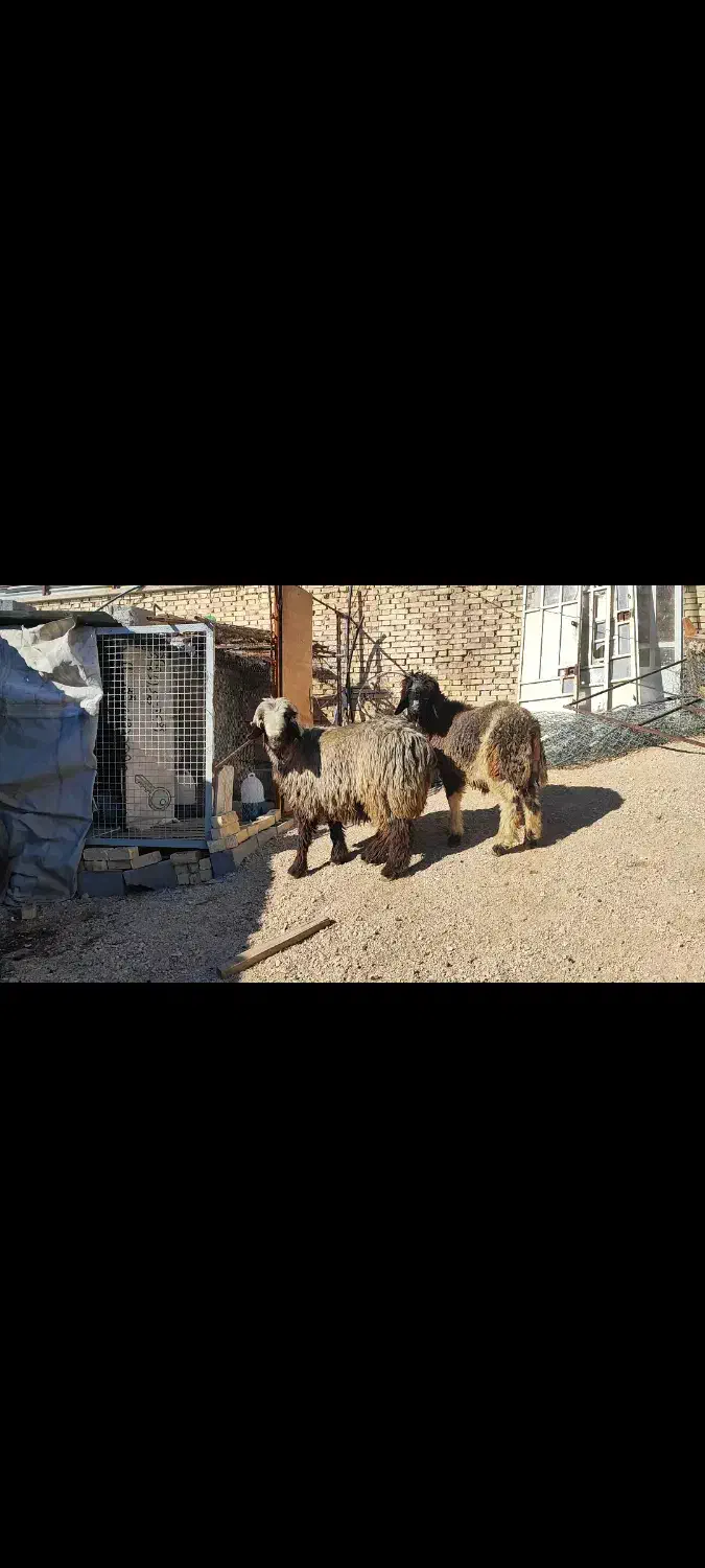 غوچ|حیوانات مزرعه|سپیدان, |دیوار