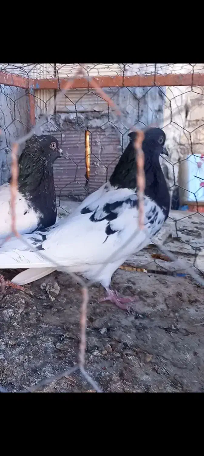 ۶ تا حیون درجه یک|پرنده|قائن, |دیوار