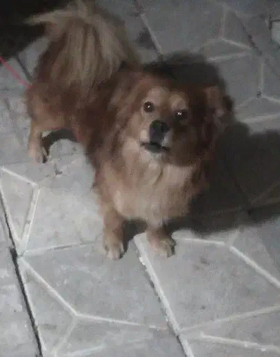 سگ پامر|سگ|مشهد, امیرآباد|دیوار