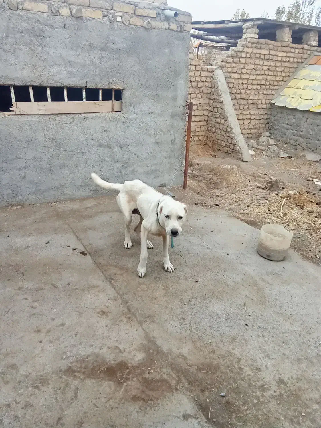 سگ ماده سرابی|سگ|گلمکان, |دیوار